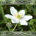 Anemone_2