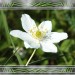 Anemone_3