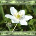Rahmen-Anemone