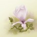 Magnolie kl