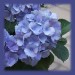 Hortensie