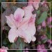 Rododendron