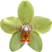 Aufgabe 3.05 Orchidee