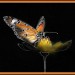 Schmetterling 3