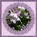 Clematis