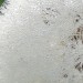 Pusteblume-Detail