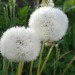 Pusteblume