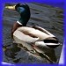 Ente2