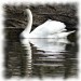 spiegelnder Schwan