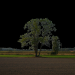 Baum