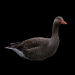 Ente