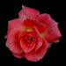 Rose2
