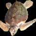 Schildkroete