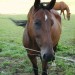 pferd2