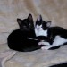 tilly und schubert