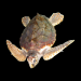 Schildkroete
