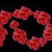 rote Rosen