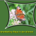 schmetterling