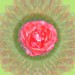 Illusions rose