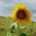 Sonnenblumenpixel