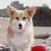 hund2