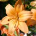 orchidee