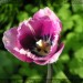 tulpe