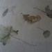 Blaetter Studie