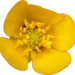 Butterblume