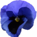 Stiefmuetterchen