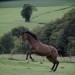 horse-458407_1280
