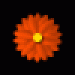 blume