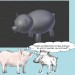 lauter-schweine