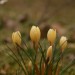 Gartenkrokus