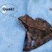 Q_Frosch