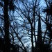 Aeste und Kirche gen Himmel Abends_Mehrfeld_ISO800