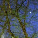 Baeume im Dunkeln mit Planet im Hintergrund_Mittenbetont_ISO1600