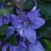 Clematis Mehrfeld