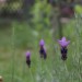 EOS 70D Lavendel mit Tipp Mittenbetont