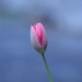 Einsame Tulpe_Selektiv_Kunstlicht