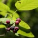Felsenbirnenfruechte Mittenbetont