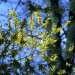 Forsythie_Mittenbetont_Leuchtstoff hoch wahrscheinlich