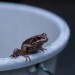 Frosch naeher aber weniger Tiefe_ISO400_Spot_Wolken_75