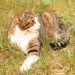 Kater Jan im Gras 2_Selektiv_ISO800