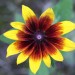 Kunstbild Blume Spot