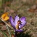 Lila Krokus mit 2 Bienen