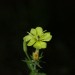 Nachtkerze 02_ISO12800_Spot_Bewoelkt 75