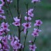 Rosa Blueten am Abend_Mehrfeld_ISO400