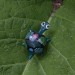 Schildkroete 1