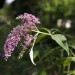 Sommerflieder 2 8 Mehrfeld